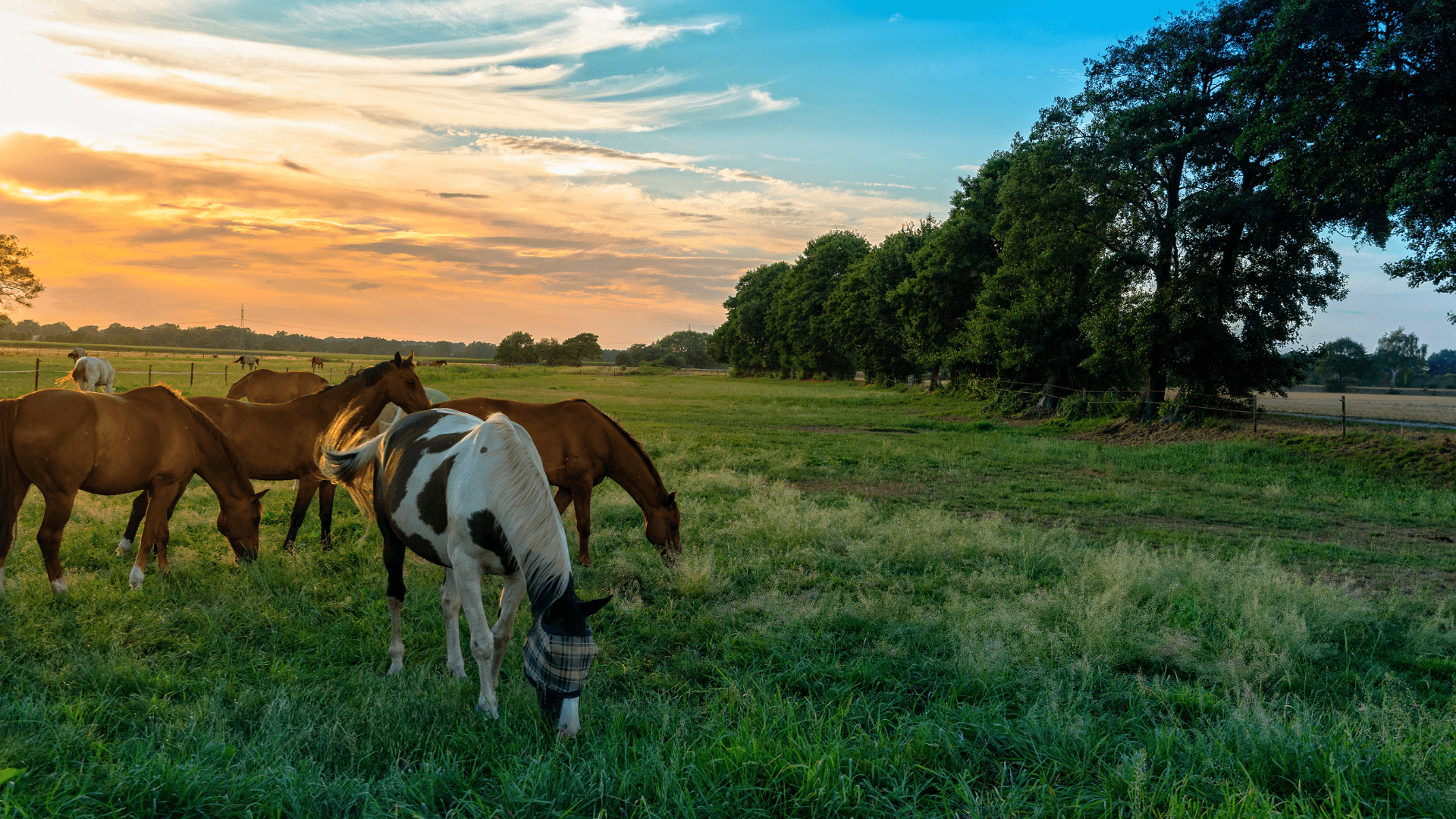 Så bygger vi trovärdighet i en hästtokig bransch